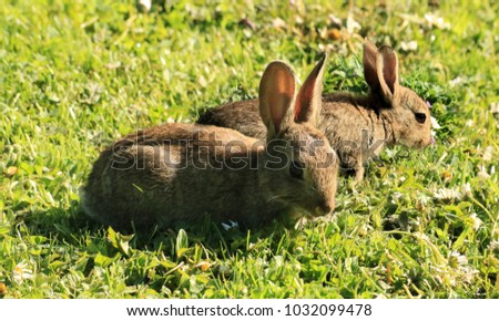 lovely young wild rabbits in the grass