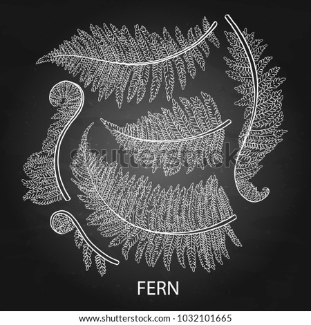 Graphic collection of fern branches isolated on the chalkboard