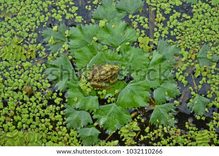 A beautiful frog sits on the surface of the water on a juicy green duckweed