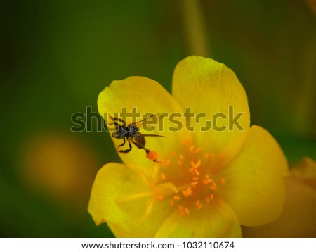 a bee collects nectar from a yellow flower