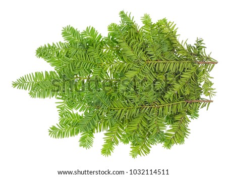 Branche of an evergreen coniferous  Yew  xmas tree. Isolated on white studio shot
