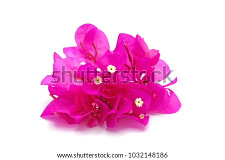 Pink paper flower (Bougainvillea)  and leaf isolated on white background with copy space for text. Spring summer plant like sunlight. Close-up.