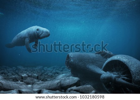 Manatee floats over a sunken airplane in the ocean