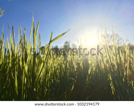 Macro grass with blue sky and sunlight