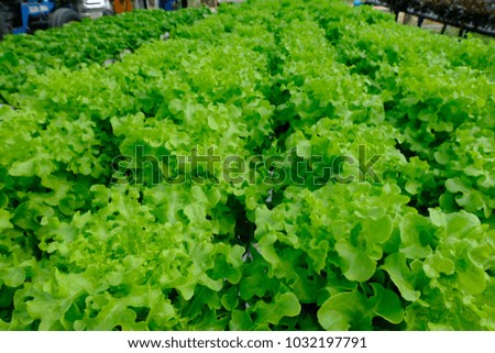 organic green vegetable farm in Thailand.