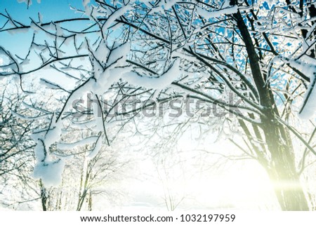 Frosty winter landscape in snowy forest with sunlight.