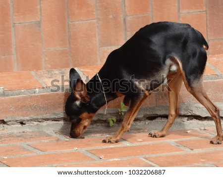 Dog Pinscher in  Brazil