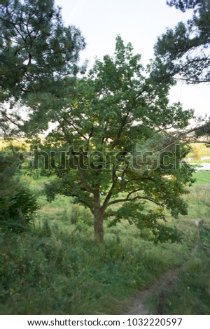majestic oak on a side of lush hill.