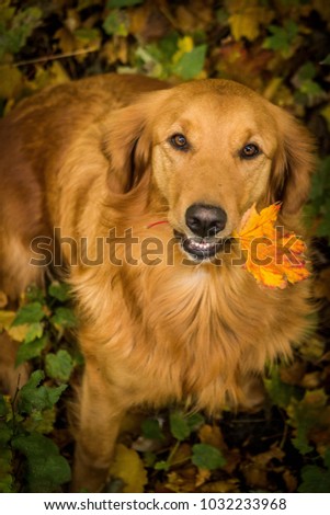 Dog with leave at autumn