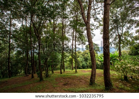 A view of the mountain Kew Fin - Chaeson National Park range through the branches in Lampang