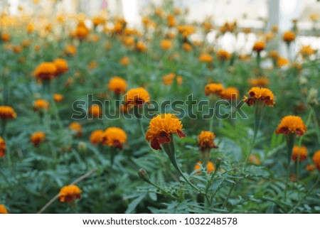 Field of beautiful french marigold flower