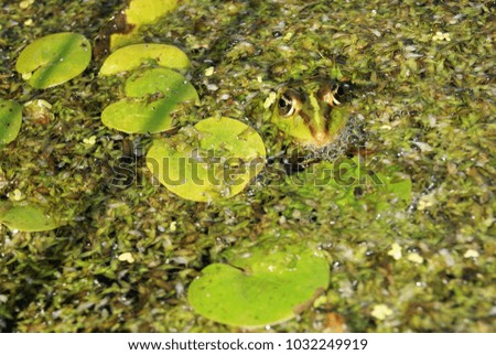 A picture of a hidden frog between the duck 