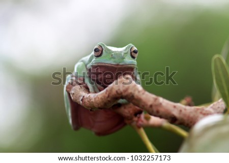 dumpy frog, tree frog