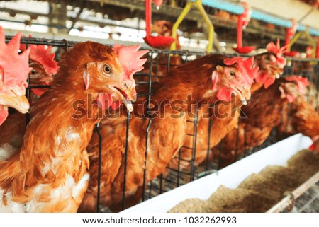 Chicken farm business with high farming and using technology on farming