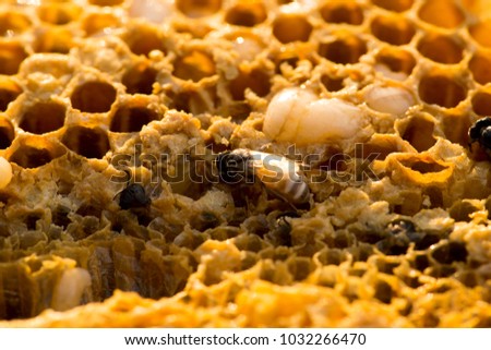 texture of honeycomb
