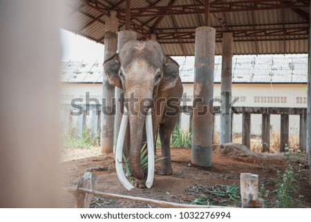 Elephants in zoological garden in thailand