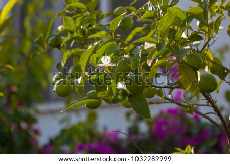 green lemon tree in sun light