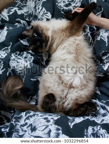 Siamese cat lies on its back, milk dough