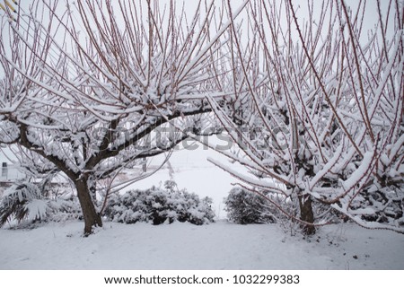 Snow on the plum tree