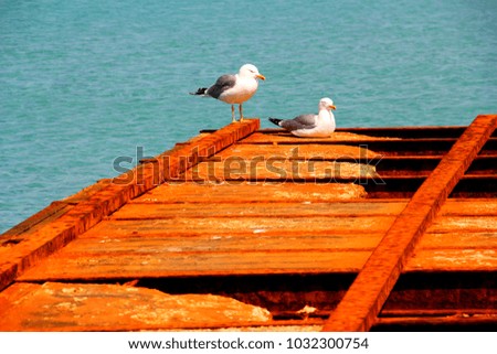 Seagulls On The Pier 