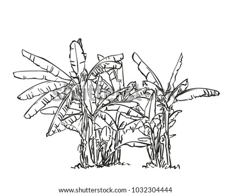 Sketch of banana tree plantation, Hand drawn vector illustration