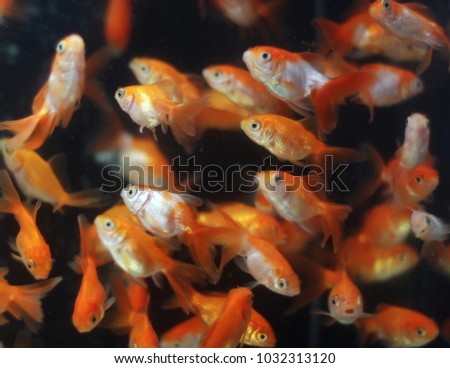 A flock of goldfish in the aquarium, on black background