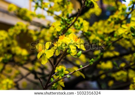 Apricot flowers blooming in Vietnam Lunar New Year - Stock image