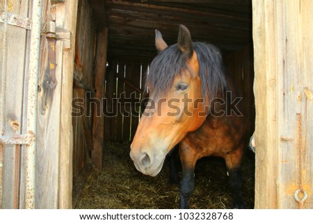 Brown horse in the stabling yard