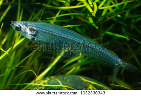 Ghost catfish or Glass catfish (Kryptopterus vitreolus) Royalty-Free Stock Photo #1032330343