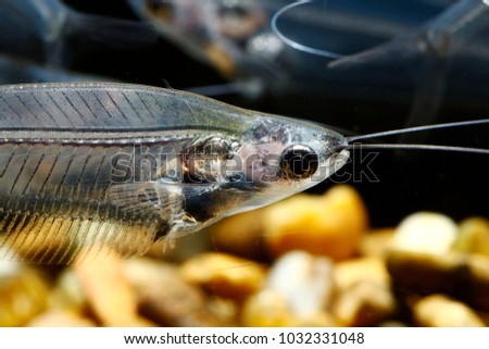 Glass catfish (Kryptopterus vitreolus).  Normally known as Kryptopterus bicirrhis. Royalty-Free Stock Photo #1032331048
