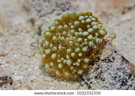 Underwater close-up photography of a bubble tip anemone.
Divesite: Pulau Bangka (North Sualwesi/Indonesia)