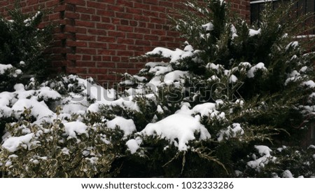 Snow on plants with wall background image which can be used as a background image or texture use