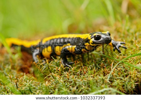  Fire salamander, Salamandra salamandra