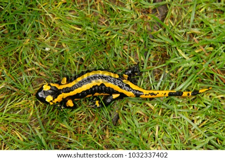  Fire salamander, Salamandra salamandra