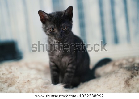 cute black cat 