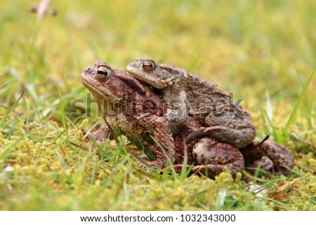 The common toad, European toad
