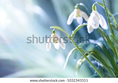 Spring Snowdrop Flowers with Water Drops in Spring Forest on Blue Background of  Sun and Blurred Bokeh Lights. Copy Space for your text Royalty-Free Stock Photo #1032343315