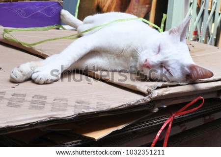 closeup sleeping cat. stray young cat resting outdoor on the folded paper box top with vintage lifestyle background.
