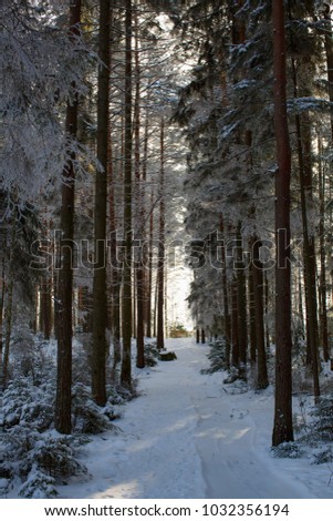 Tightly standing tall tree trunks of pine trees in the winter forest. A path to the house.