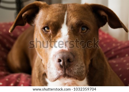 Picture of my dog Salsa the Pitbull. most gentle dog ever