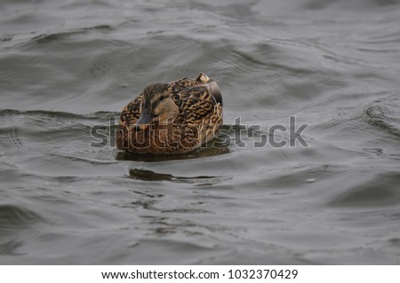 image wild duck