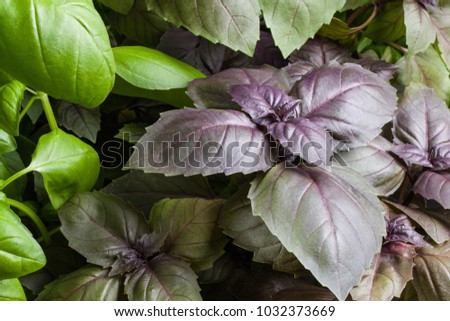 Basil herb leaves background close up.