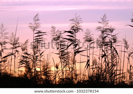 Grass backlit by sunset light, background