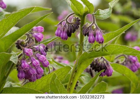 beautiful flower comfrey blooming in a field or a meadow Royalty-Free Stock Photo #1032382273