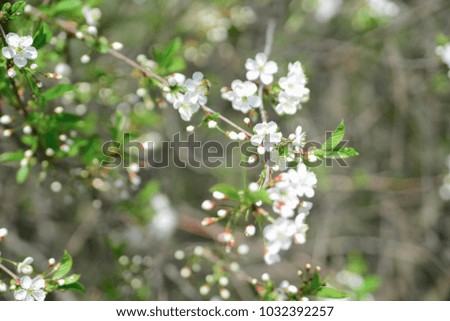 White Apple Flowers. Beautiful flowering apple trees. Soft focus