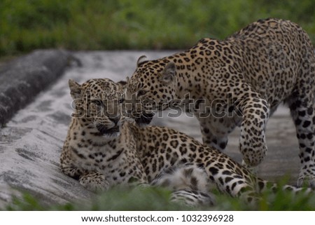 Leopard India Big Cat