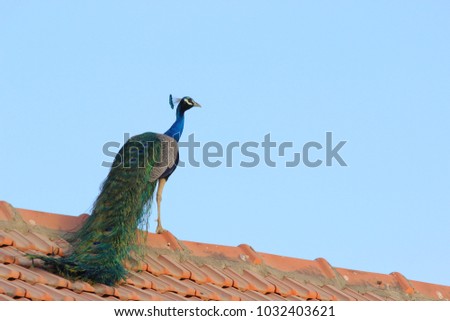 Beautiful Big Peacock sitting on a roof of a house with a beautiful blue background stock Image 