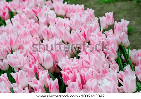 Field of beautiful spring vibrant tulips, floral background