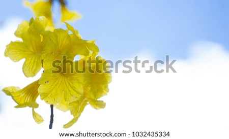yellow flowers on blue background and white clouds