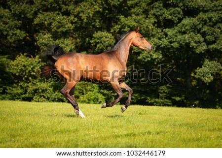 horse brown on the pasture in motion gangue gallop free running.
